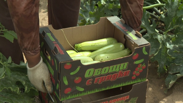 Ранние культуры: кабачки и картофель созревают на полях под Волгоградом