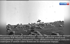 «Халуун хушуута хони». К 70-летию забайкальской тонкорунной породы овец