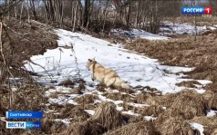 Волонтеры сообщества «Альма» пытаются спасти хаски с щенками