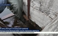 Более 850 тысяч новых обитателей. В реку Белая, которая впадает в Братское водохранилище, выпустили мальков хариуса