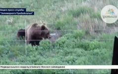 Медведи вышли к кордону в Байкало-Ленском заповеднике
