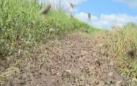 Аграрии ЛНР ведут борьбу с массовым нашествием саранчи на поля