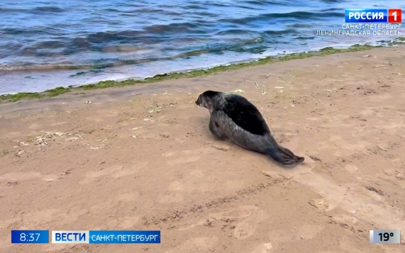 Эфир от 29.06.2026 (08:35)
