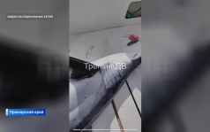 "Без паники": эксперты разъясняют, стоит ли опасаться акул в Приморье