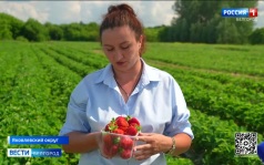 Фермер из Яковлевского округа выращивает 40 тысяч кустов клубники