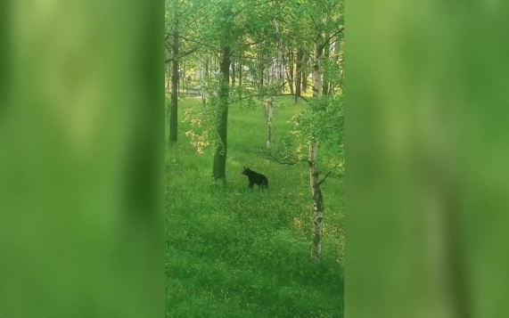 Во Владивостоке ловят медведя, приплывшего с мыса Песчаного