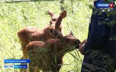 Из Нижегородской области на костромскую лосеферму привезли двух спасенных лосят