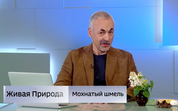 Живая природа. "Мохнатый шмель". Эфир от 04.07.2026