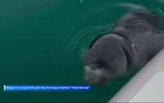 В Иркутске ищут нерпенка, который запутался в леске
