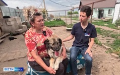 Совместно с приютом, «Вести Курск» ищут новых хозяев для четвероногих