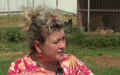 «Вести Курск» продолжают рассказывать о собаках в приюте «Право жить»