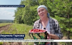 Сезон сбора клубники и земляники стартовал в Иркутском районе