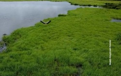 Краснокнижный аист устроил шоу для лесничих: птица позировала на камеру дрона в Завитинском округе