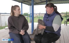Кошка из курского приюта «Право жить» ищет себе новый дом