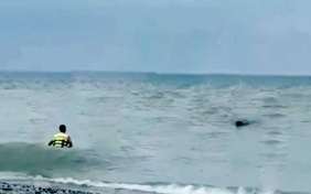 В Сочи спасатель вытащил собаку из моря в шторм
