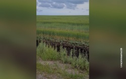 Семейная идиллия в дикой природе: охотовед снял редкий выводок фазанов с десятком птенцов