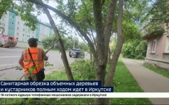 Более 10 тысяч растений. В Иркутске сотрудники МУПов проводят обрезку объемных деревьев