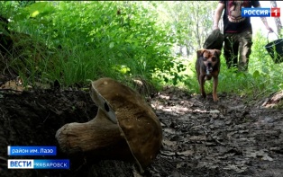 «Грибы были, это уже остатки»: первую волну дикоросов в этом сезоне собирали прямо на …дорогах
