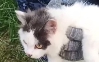 Кота-наркокурьера задержали при попытке доставить запрещенные вещества в одну из колоний Нижегородской области