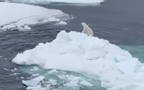 Экипаж ледокола "Арктика" снял семейство белых медведей на льдине