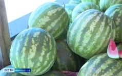 Специалисты Роспотребнадзора Ингушетии проверяют места торговли бахчевых культур