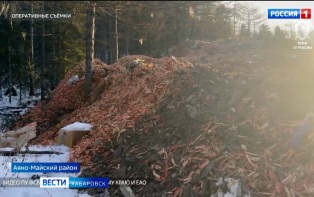 Ущерб на полтора миллиарда рублей: в Хабаровске задержали участников криминальной «крабовой империи»