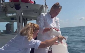 Морскую воду в Сочи признали безопасной для купания