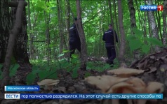 Тихая охота в разгаре: грибники массово отправились в леса Подмосковья
