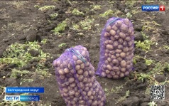Белгородские аграрии приступили к сбору молодого картофеля