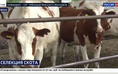 В Приамурье исследовали геном тысячи коров в рамках нацпроекта