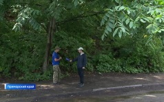 В Приморье массово пропадают грибники: есть первые жертвы