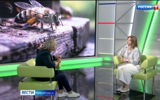 Большое утро. От пасеки до пчелошеринга и туризма: разнообразие проектов хабаровских пчеловодов