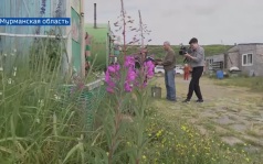 Вести Арктики с Ирадой Шириновой, эфир 31 июля 2026 г.