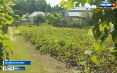 Услуги социальной няни набирают популярность среди многодетных семей