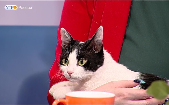 Одно маленькое "мяу", которое меняет жизнь