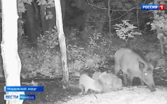Кабанята, наевшись до отвала, уснули прямо в кукурузе - кадры с фотоловушек