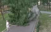 Режим ЧС ввели в Смоленской области из-за урагана