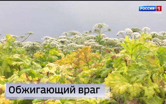 Эфир от 29.07.2026 (11:30)