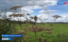 В Визинском филиале Госсорткомиссии «Северный» испытывают препараты против борщевика