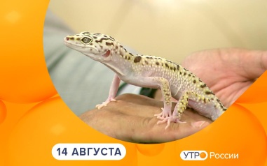 Эфир от 14.08.2026