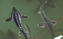 Осётр вернулся в Азовское море