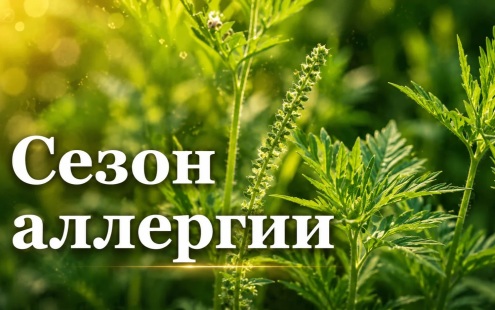 Сезон цветения амброзии