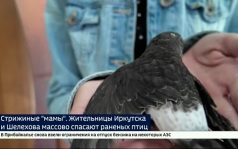 Стрижиные «мамы». Жительницы Иркутска и Шелехова массово спасают раненых птиц