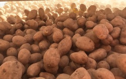 Амурский колледж соберёт урожай для обеспечения соцучреждений свежим картофелем