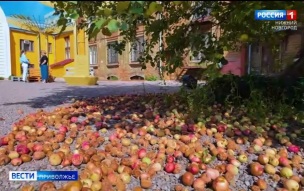 Эфир от 18.08.2026 (11:30)