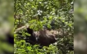 На Алтае после гибели женщины от нападения медведя введен режим повышенной готовности