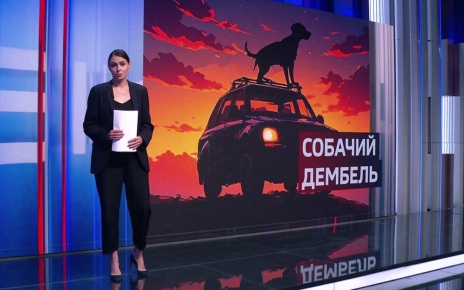 Пёс-радар Папай: три ранения и служба наравне с бойцами