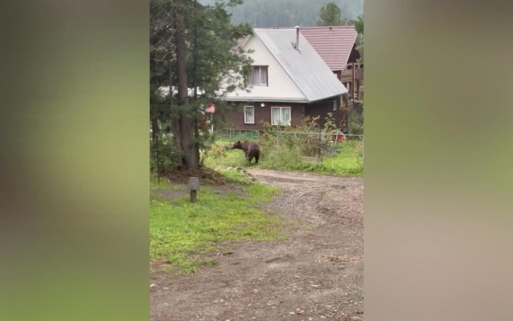 На Алтае ликвидировали еще семь медведей после нападения на туристку