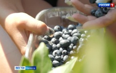 В Мичуринске заканчивают сбор яблок