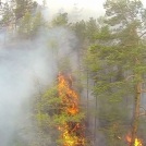 Как Бельгия оказалась безоружна перед лесными пожарами